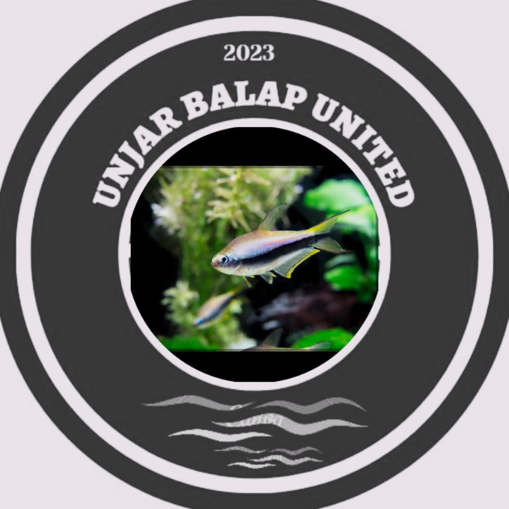 Tetra palmeri / tetra emperor / kaisar tetra / neon black tetra palmery / hiasan aquarium