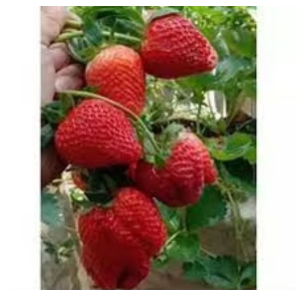 10tanaman bibit strawberry calibret korea jumbo manis cepat berbuah dan berbunga manis,segar,dan bes