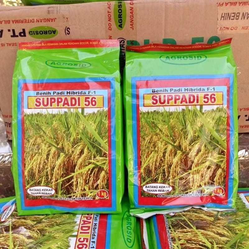 Bibit Padi Suppadi 56 Berkualitas | Benih Padi Asli, Cocok untuk Semua Lahan