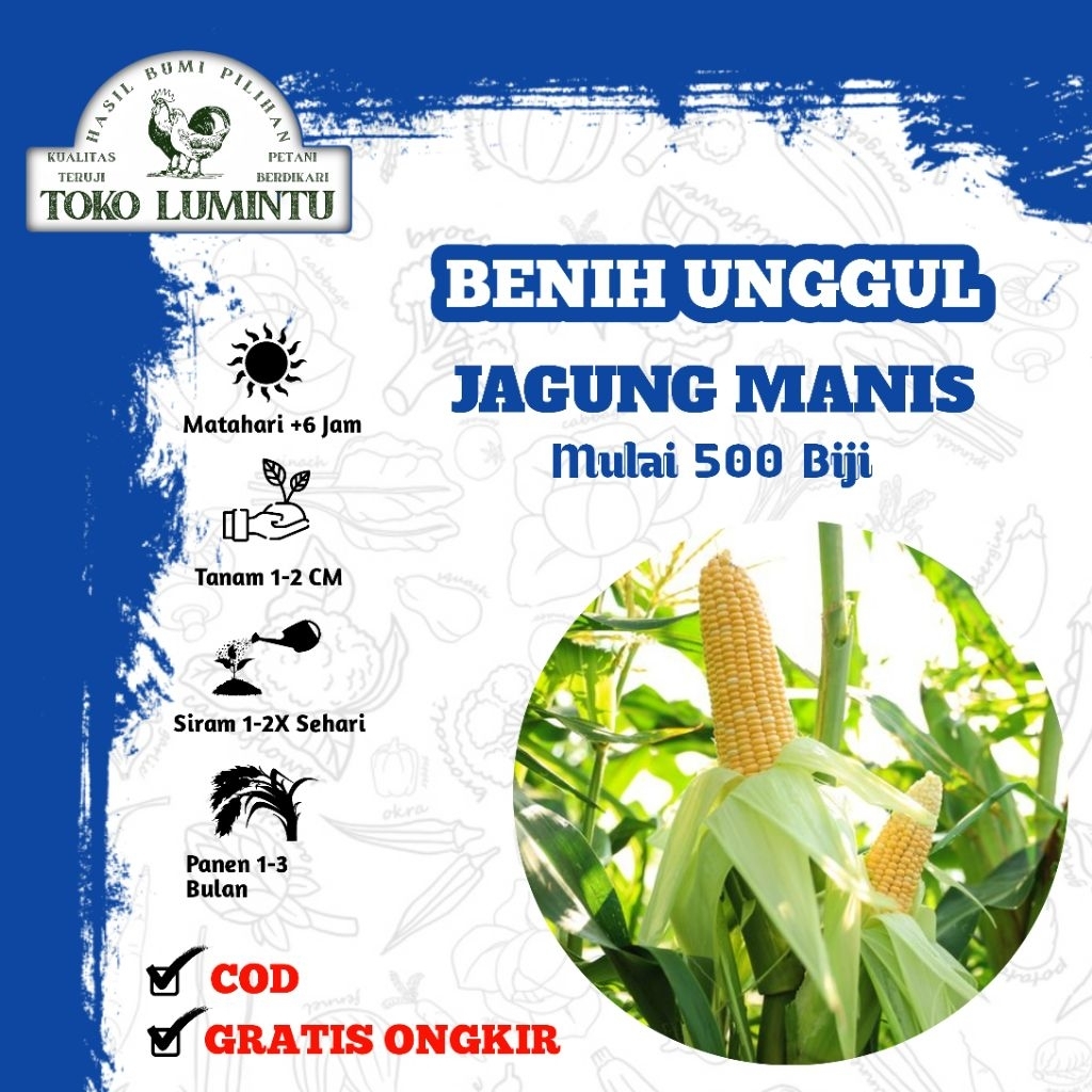 Benih Jagung Manis Super Jumbo Repack Isi 500 Biji - Bibit Sayuran Unggul