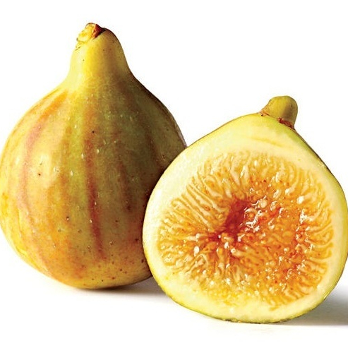 bibit buah tin yellow jordan / tin kuning
