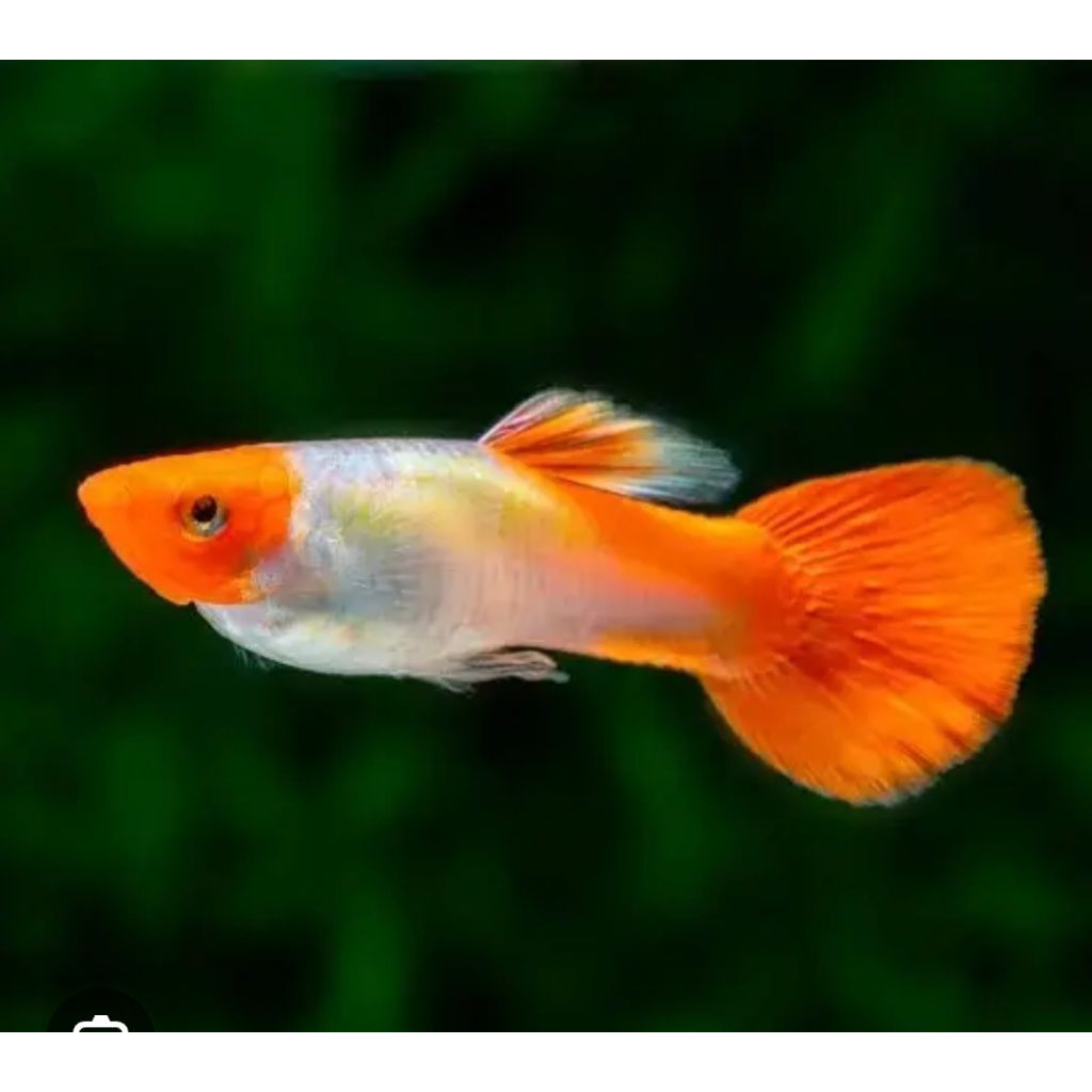 Ikan Guppy Koi