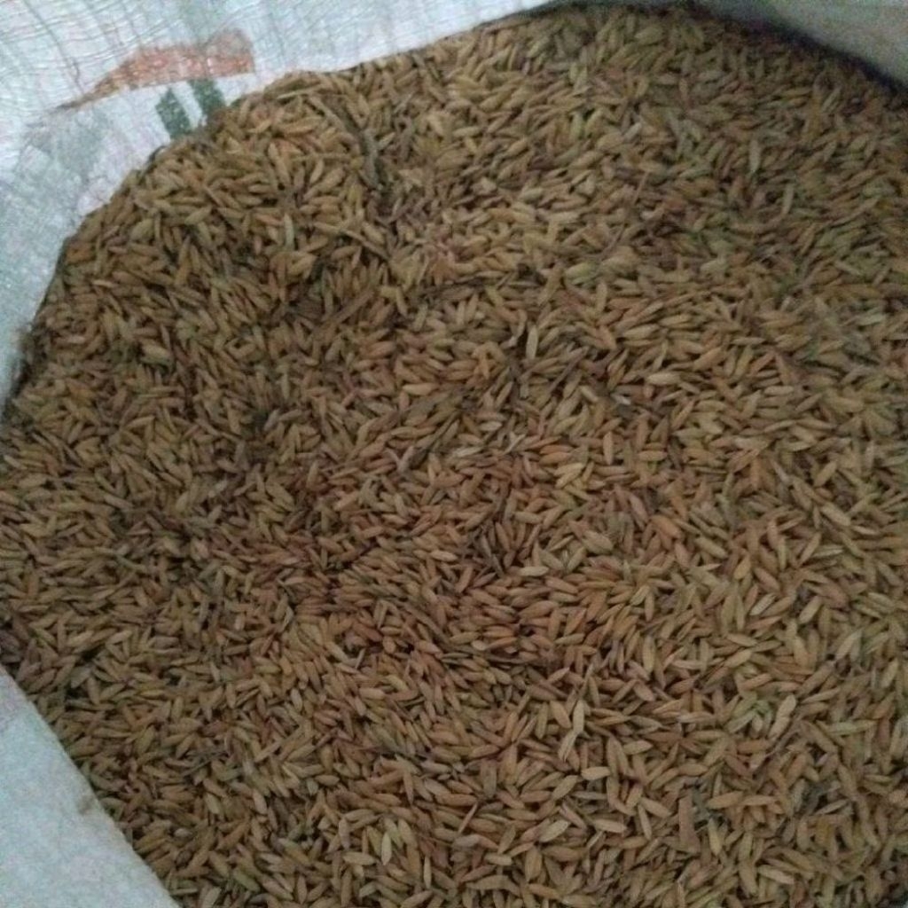 Gabah/Gabah Kering/Gabah Ngawi/Padi/Pakan Unggas