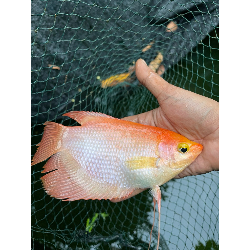 gurami padang size 4 jari khusus instan/ dalam kota