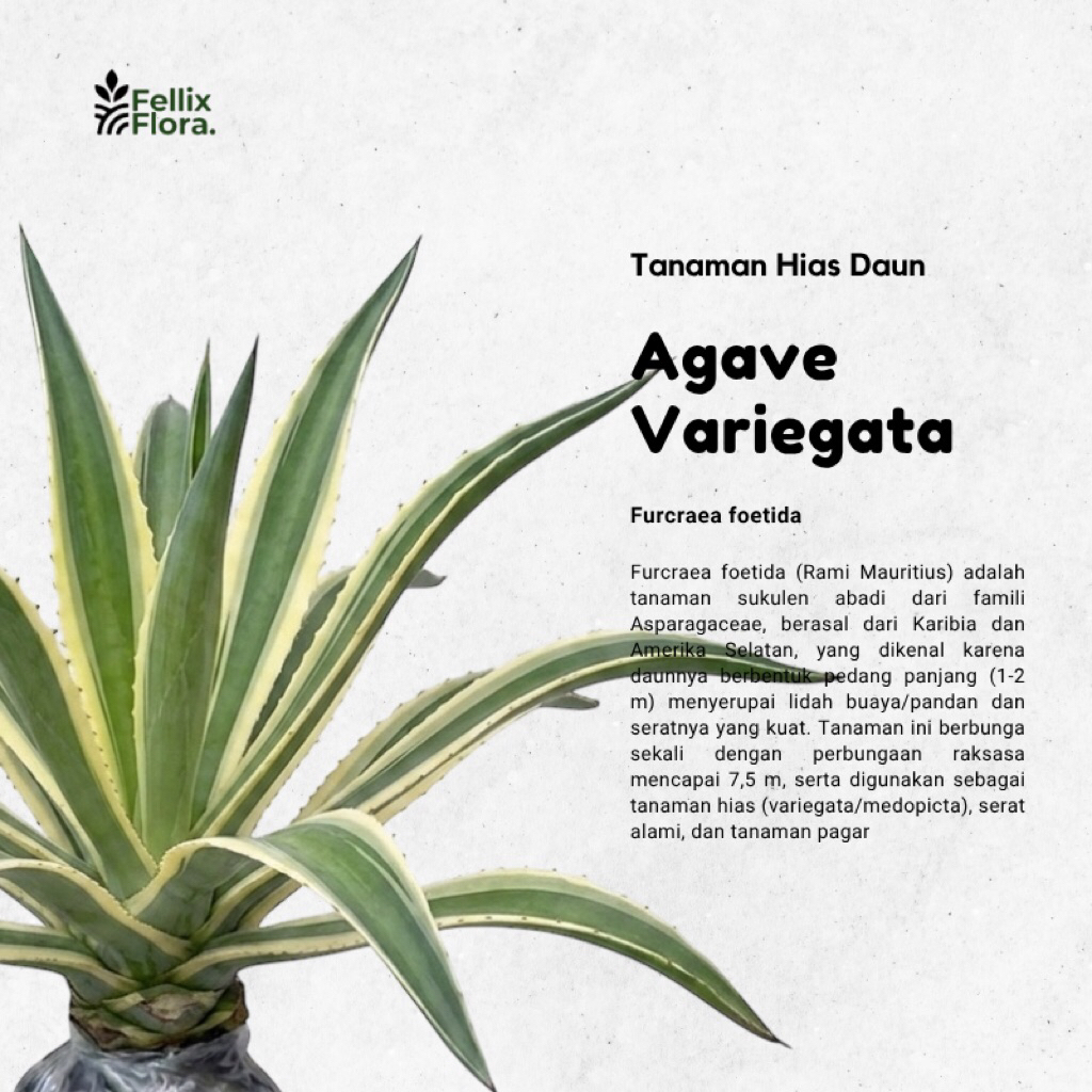 Tanamam Hias Agave Putih - Tanaman Hias Agave Varigata - Furcraea Gigantea