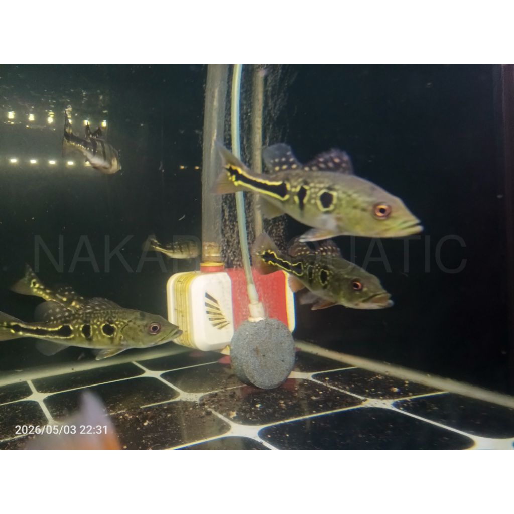Pbass Brocopondo 9-10cm