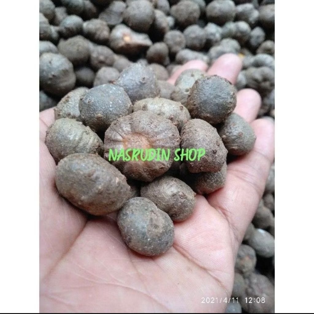 BIBIT PORANG / BIBIT KATAK PORANG / KATAK DORMAN / KATAK PORANG / BULBIL PORANG / BUAH PORANG / COBL