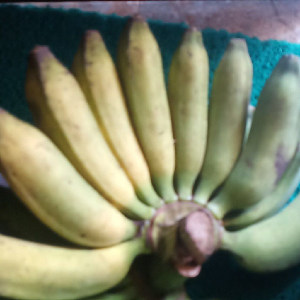 Pisang Raja Manis Pisang Raja Sereh  Persisir