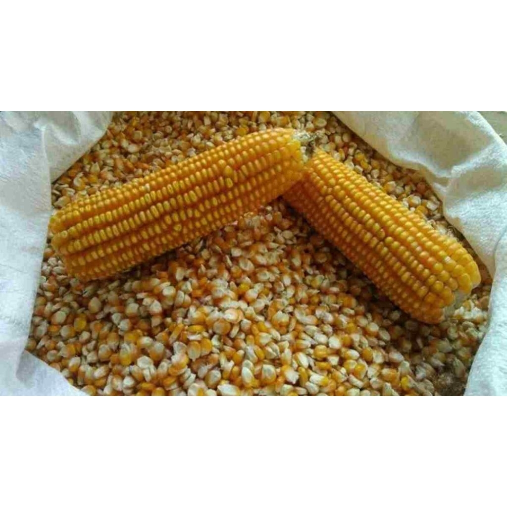 JAGUNG PIPIL UNTUK PAKAN TERNAK (kering)