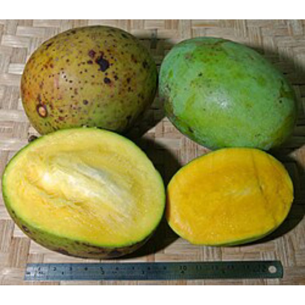 Buah mangga pakel limus harum segar