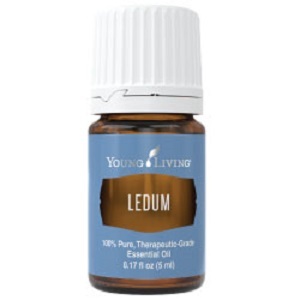 Essential Oil Ledum - 5ml