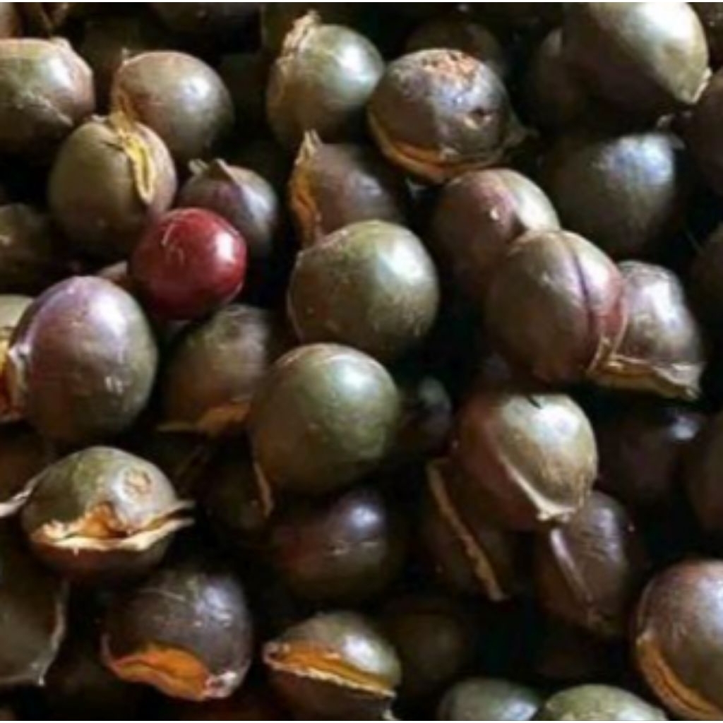 jengkol.tua.1.kg