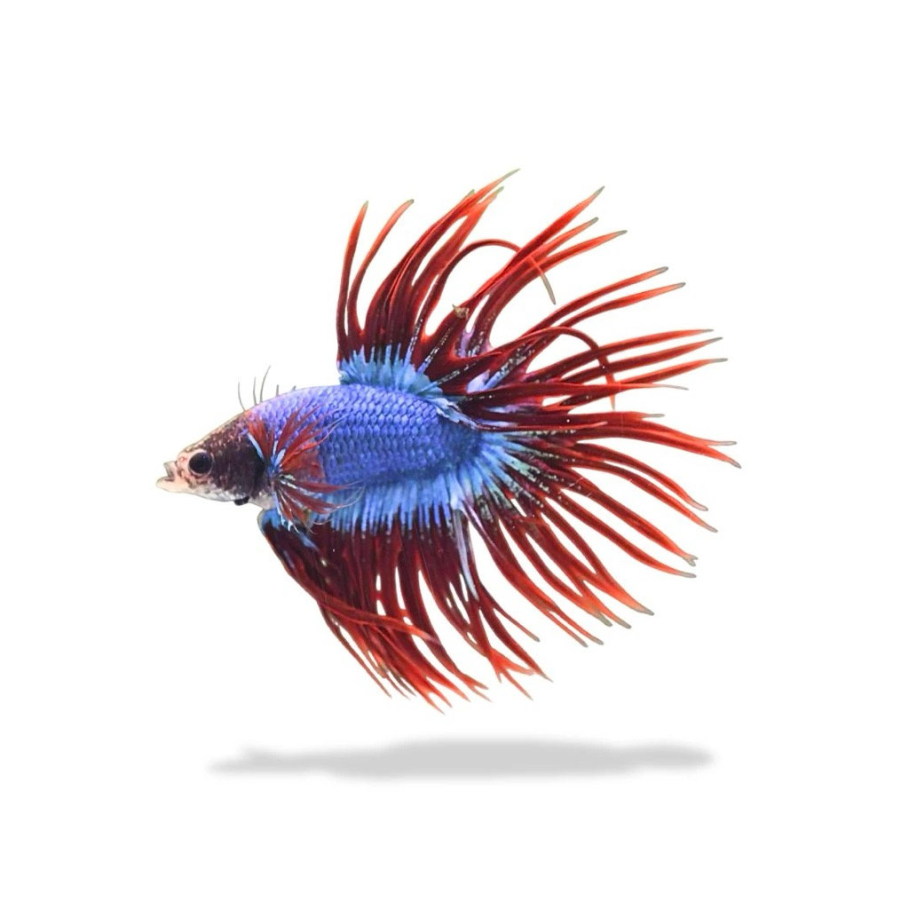 Cupang serit Crowntail BAHAN KONTES