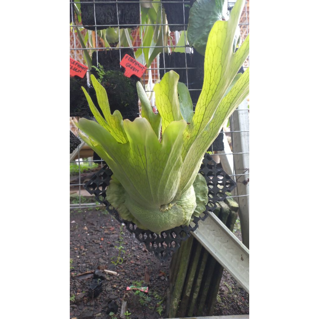 platycerium wandae/tanduk rusa wandae