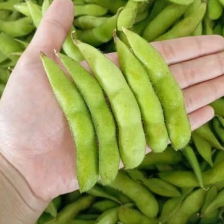 Edamame Fresh hijau 1kg