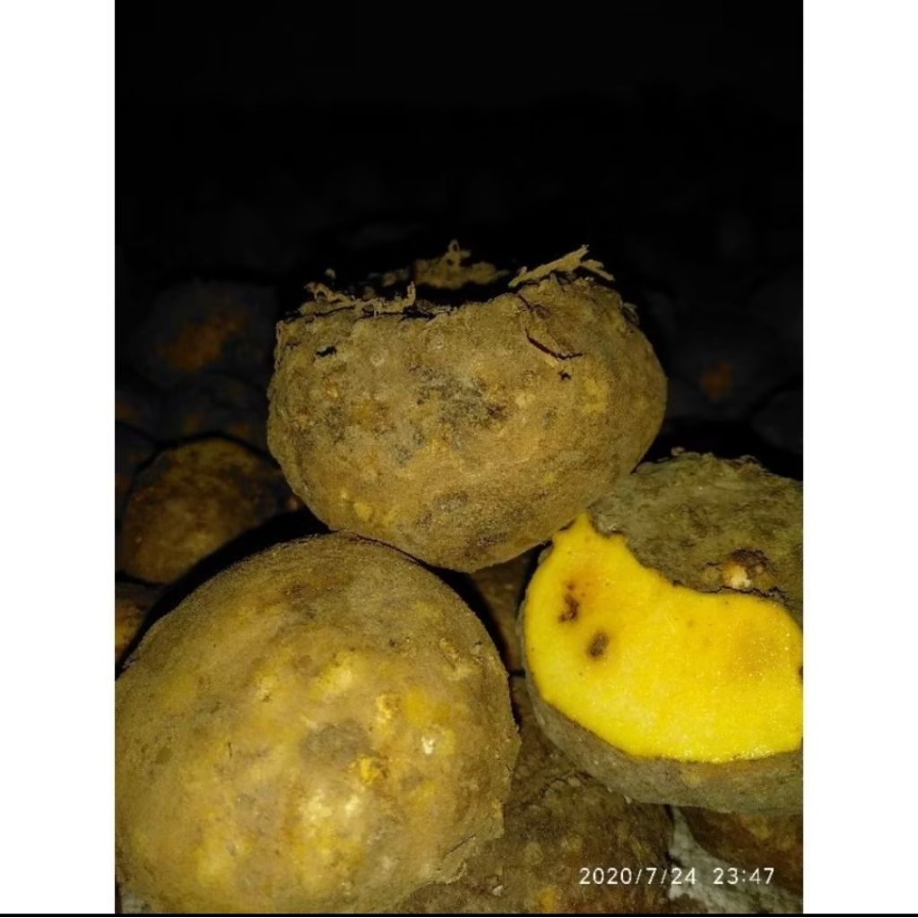 (1KG) BIBIT PORANG ASLI ISI 10-20 BERKUALITAS SIAP TANAM | BIBIT UMBI PORANG ORIGINAL 100%