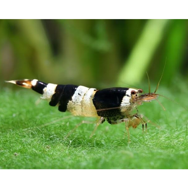 Udang Hias Black Bee / Udang Hias Air Tawar / Udang Hias Aquascape