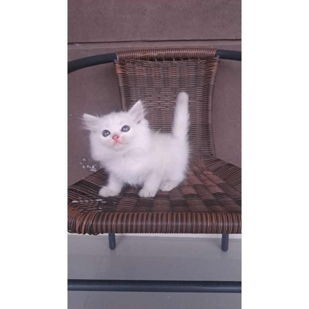 kucing persia putih lucu murah