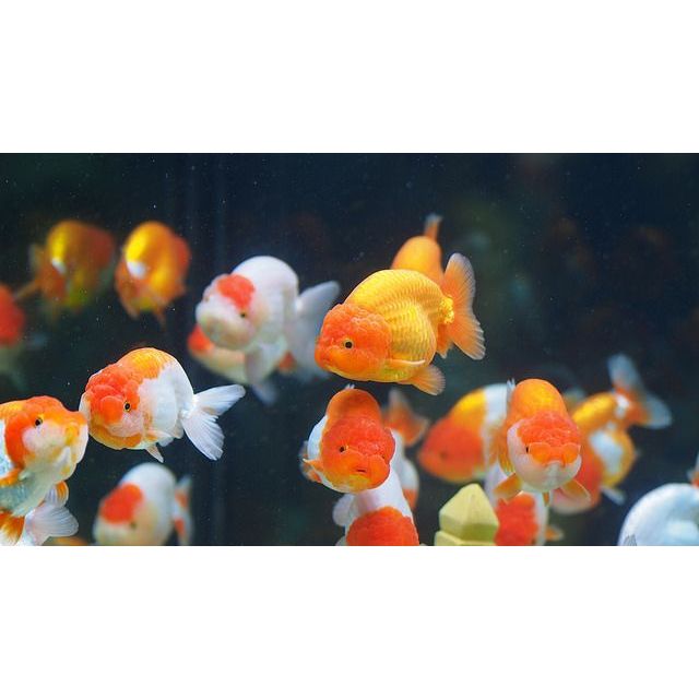 Ikan Hias Koki Ranchu / Ikan Koki Ranchu / Ikan Hias Air Tawar