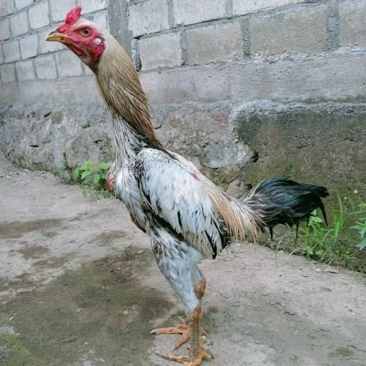 Telur Fertil Telur Tetas Ayam Aduan Mangon Cros Koyngon