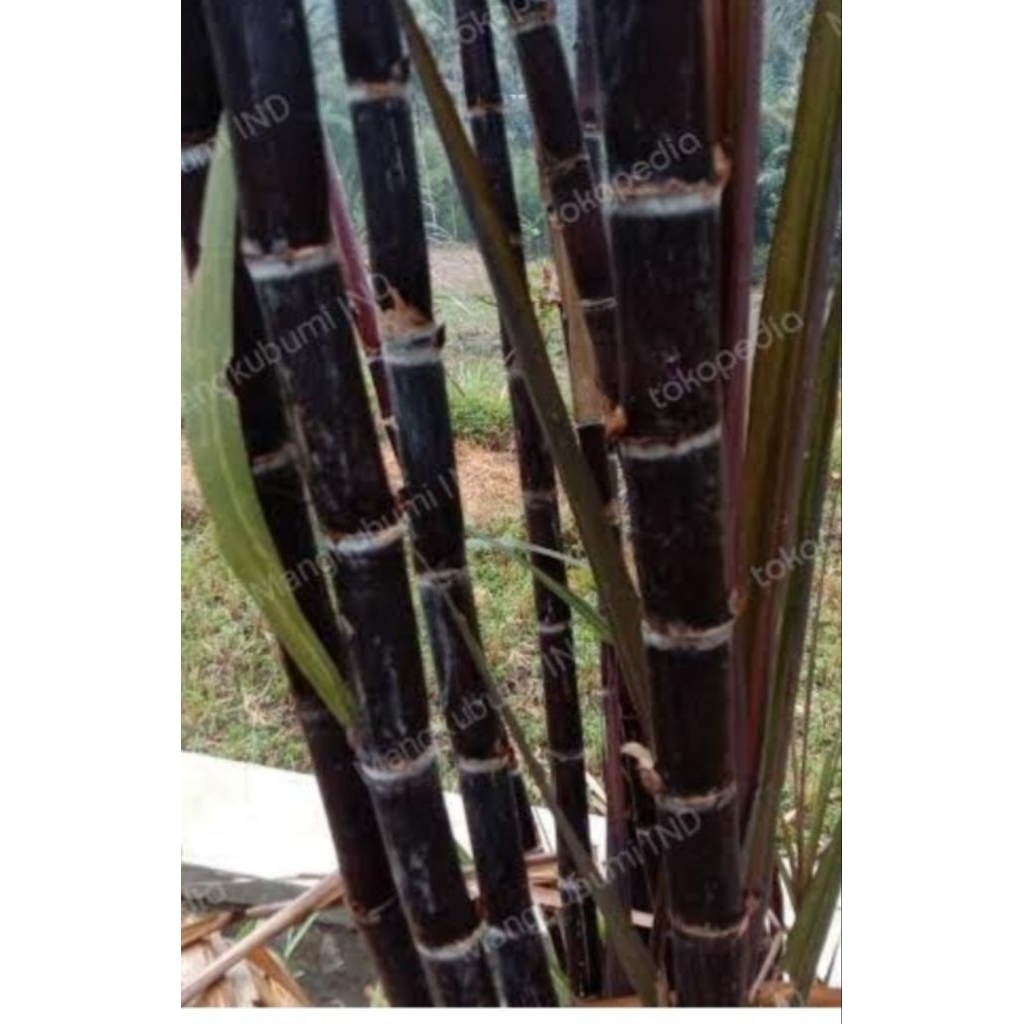TEBU HITAM,TEBU IRENG