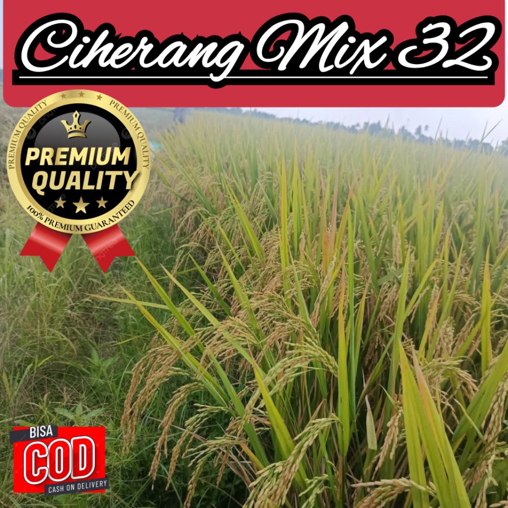 Bibit Benih Padi Ciherang Mix 32 Kualitas Unggul Nasi Pulen Hasil Tinggi Kemasan 5kg