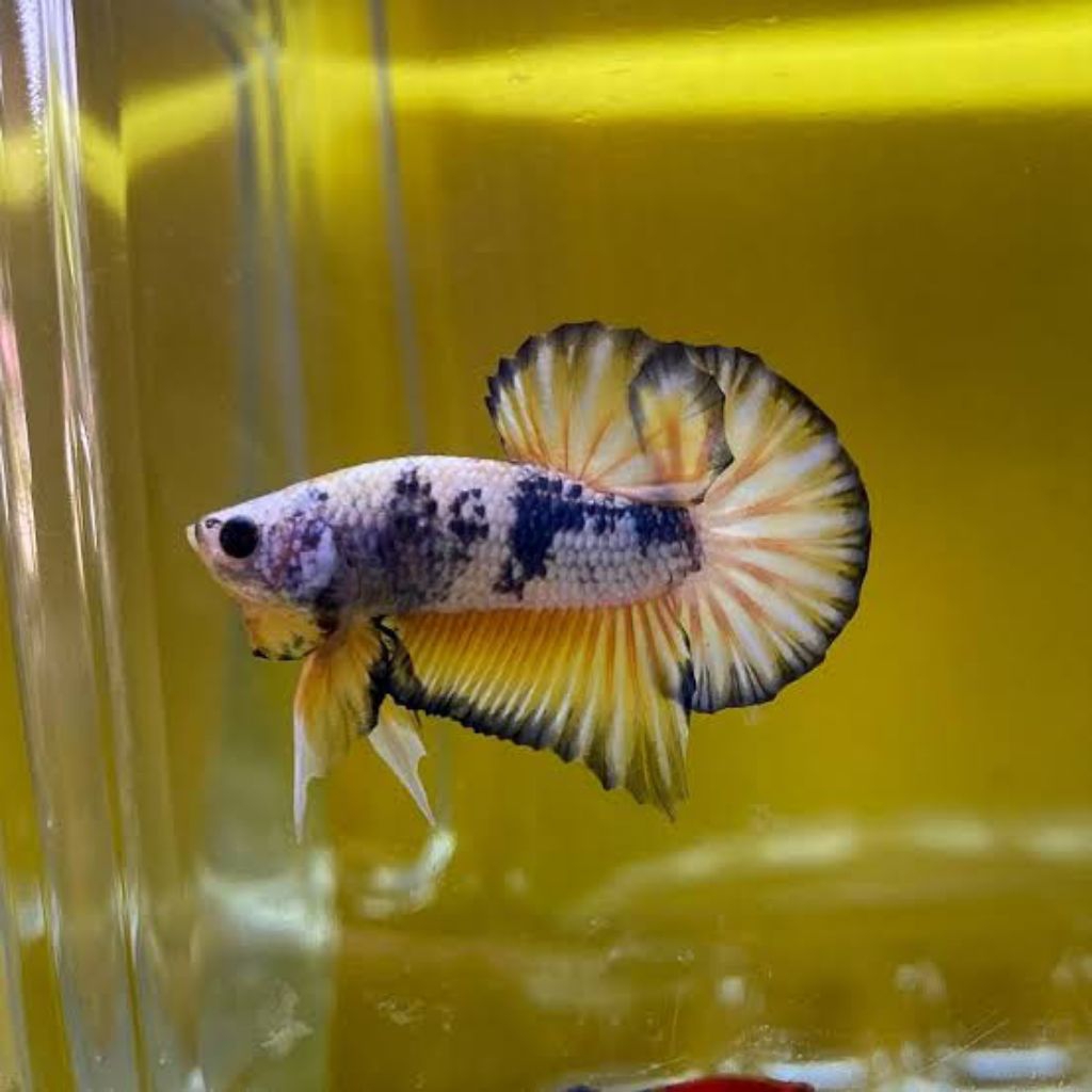 Hiasan Aquarium Cupang Fancy Yellow cooper (FCCP) Male dewasa