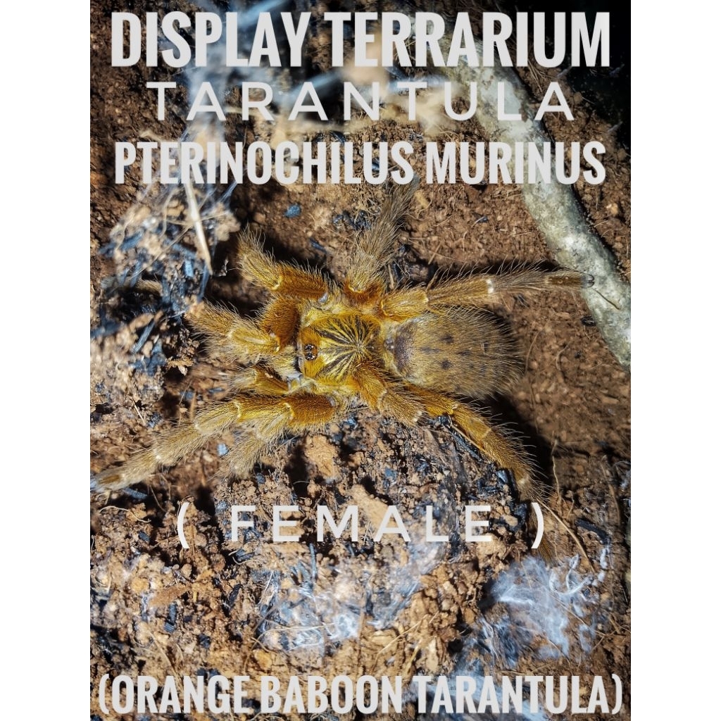display terrarium tarantula "pterinochilus murinus"(OBT)-(F) -MICRORAV-