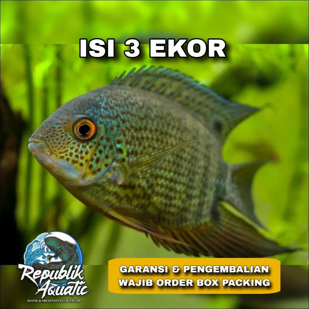 Green Severum South American Cichlid