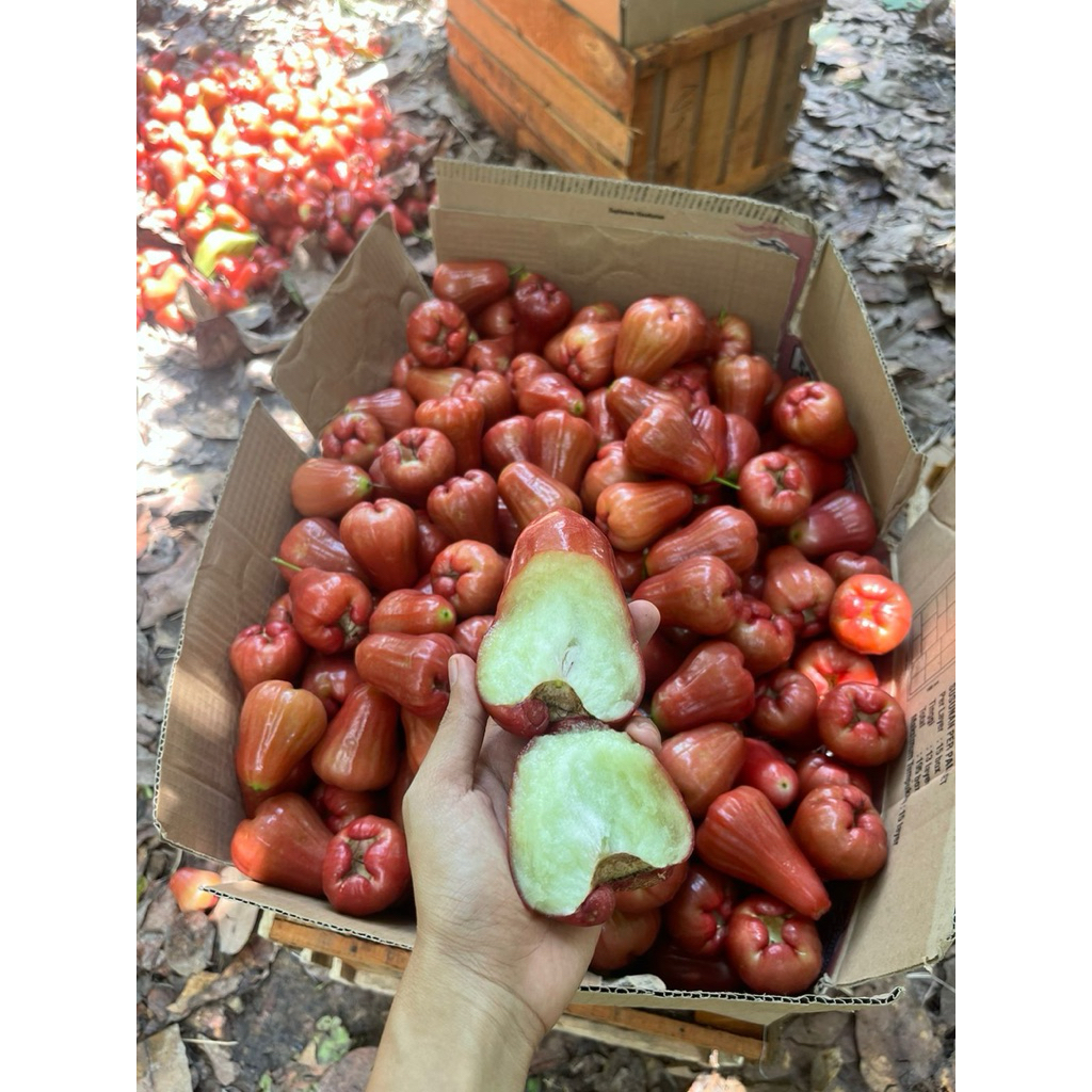 Jambu Citra Madu Asli