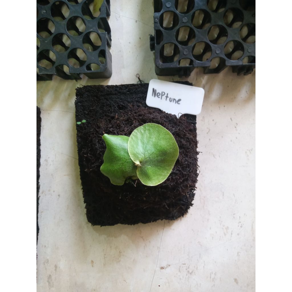 platycerium neptune rawatan pakis