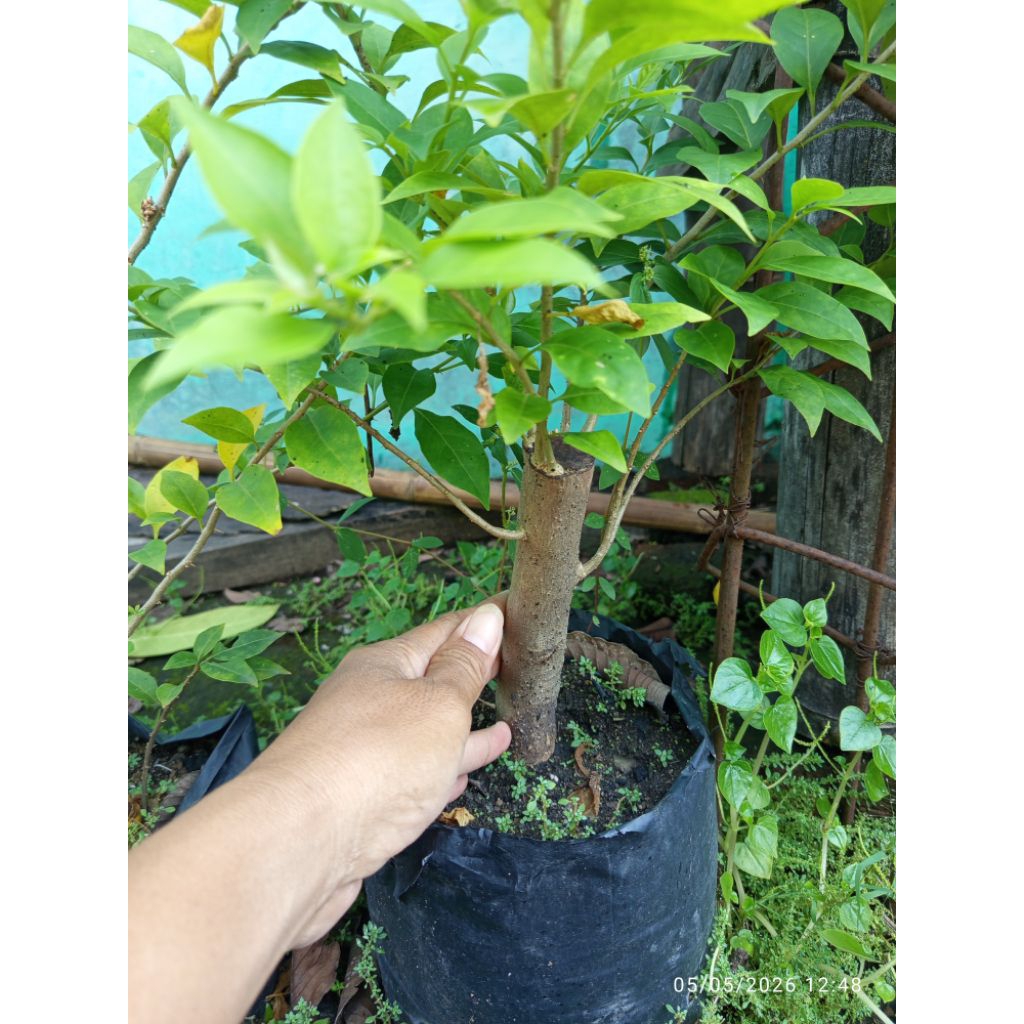bougenville bahan bogel batang besar