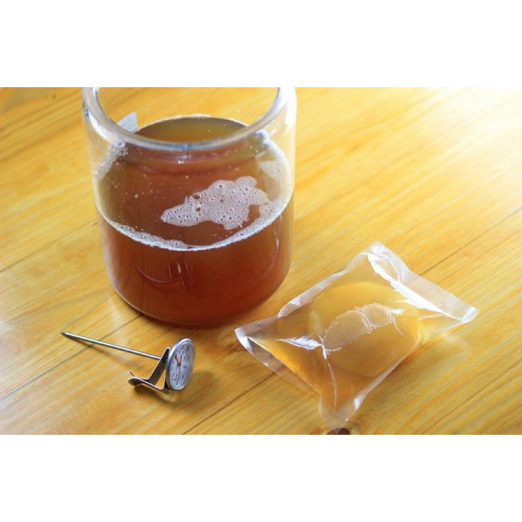 Jamur Kombucha/Scoby