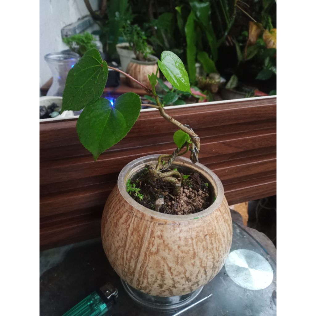 bonsai waru