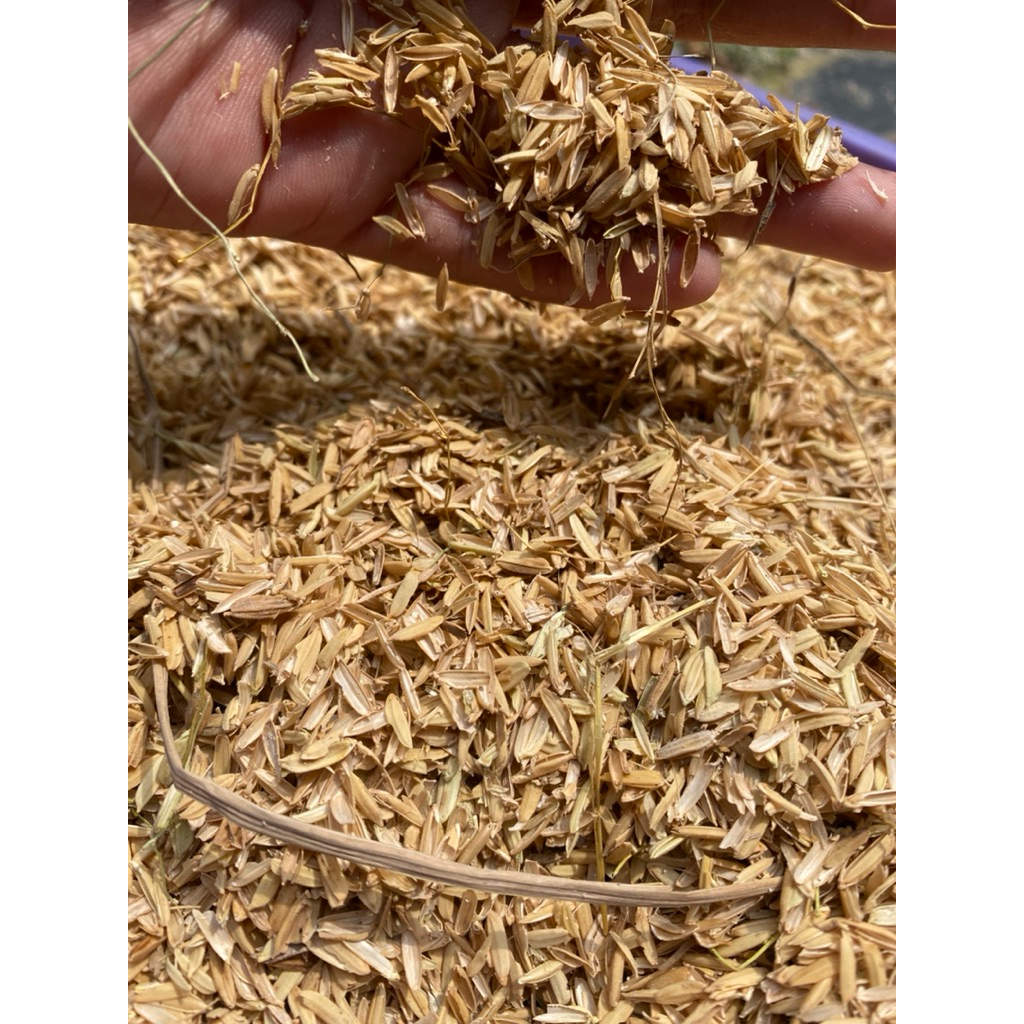 sekam mentah dan sekam fermentasi 10 gram