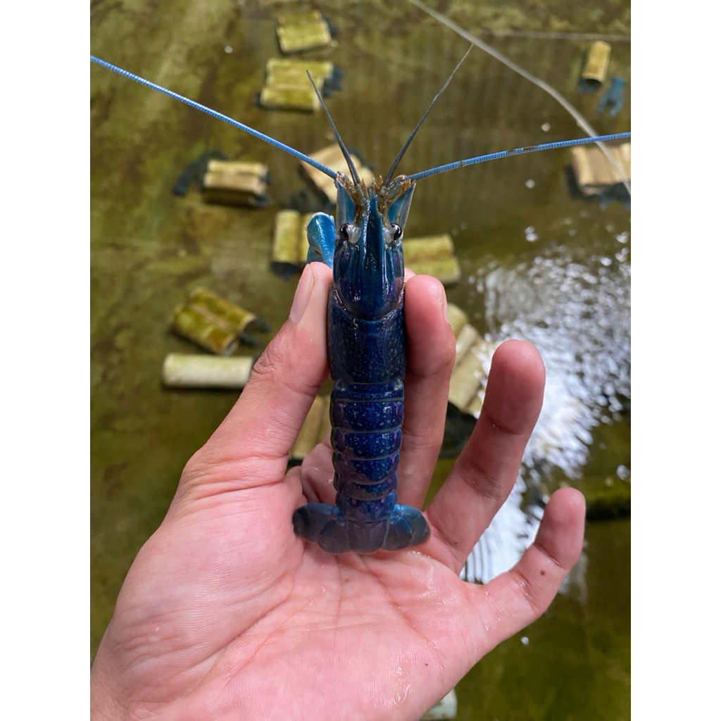 Bibit Lobster Air Tawar paket kecil