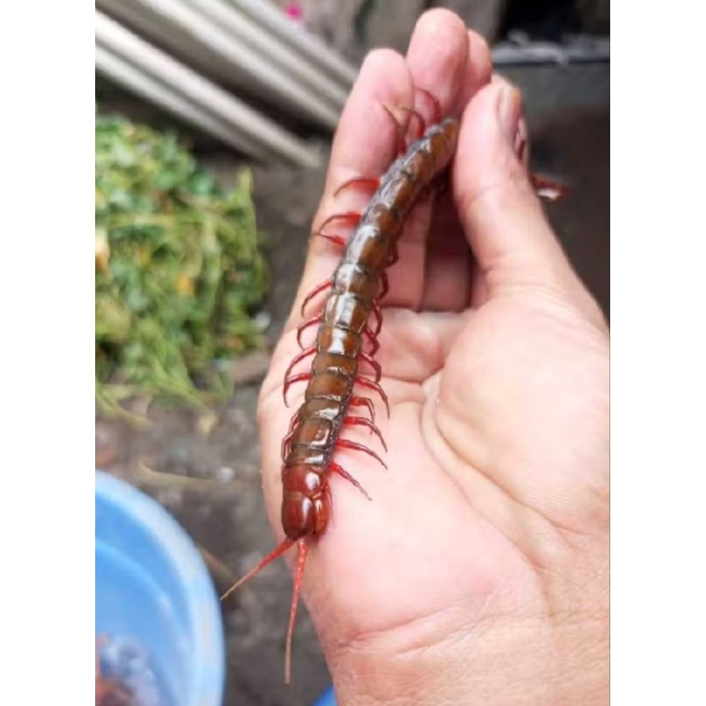 Kelabang Merah HIDUP (GARANSI HIDUP) ukuran 4-7 cm