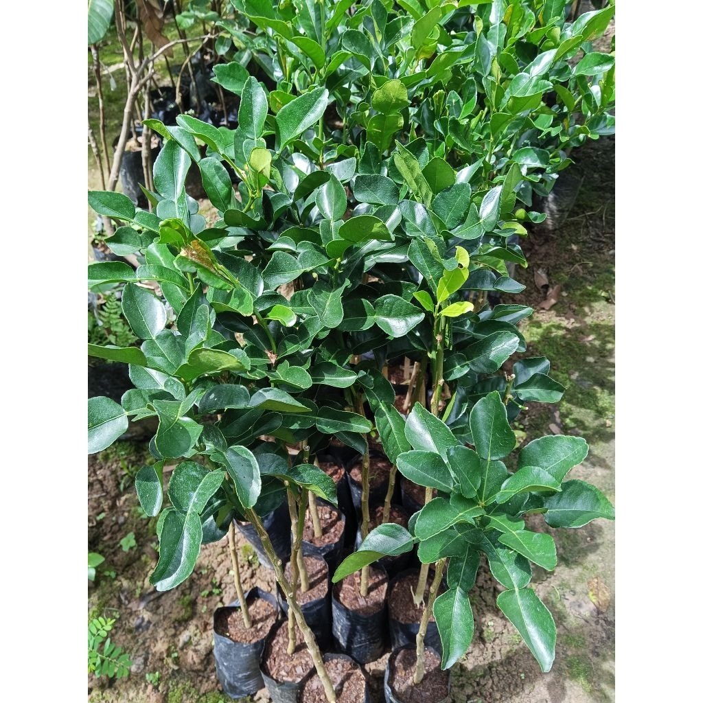 Bibit Jeruk Purut, Tinggi 50-80 cm