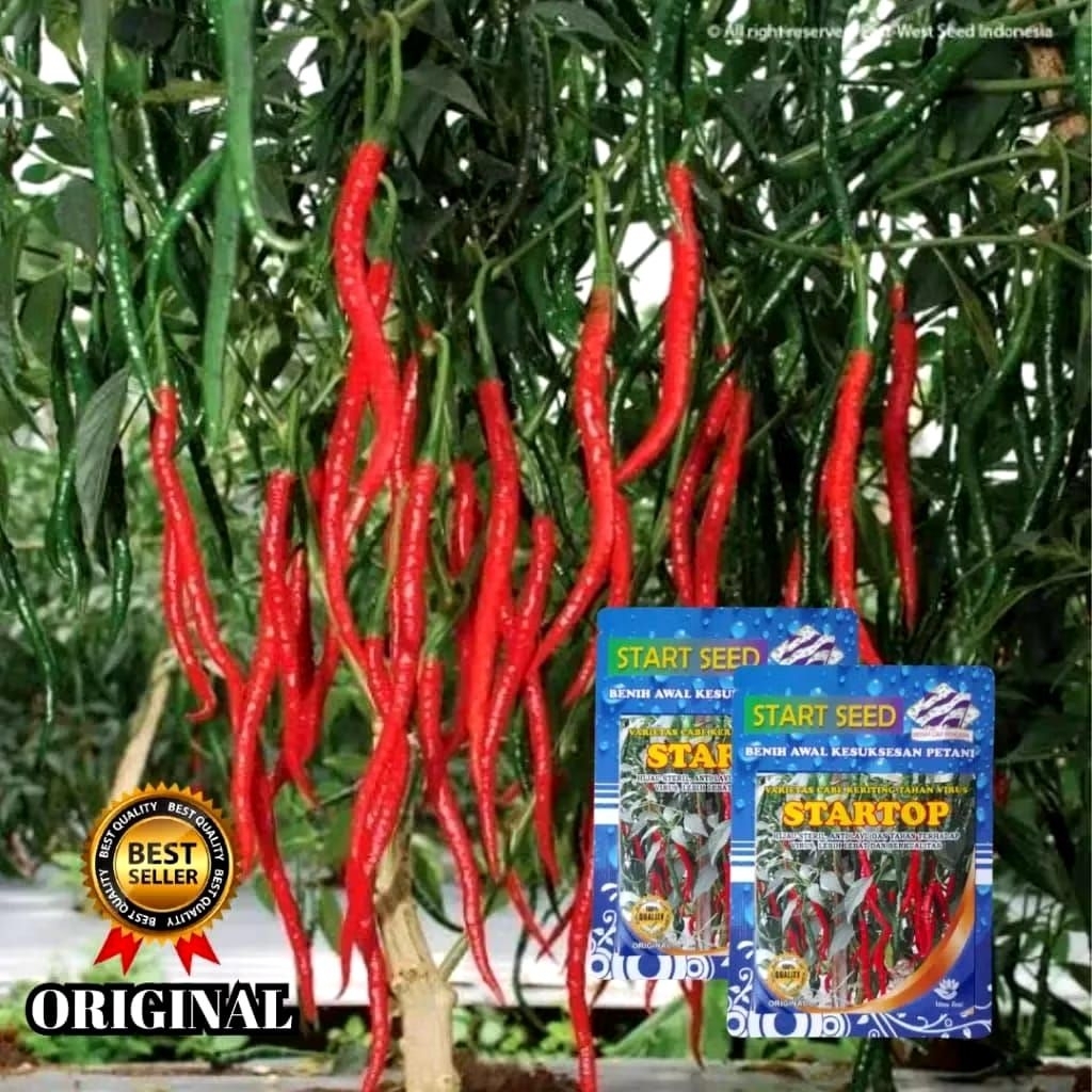 Terlaris Bibit Cabai Merah Kriting Tahan Virus STARTOP Bibit Cabai Kriting Isi 10gr 2000 Butir ORIGI