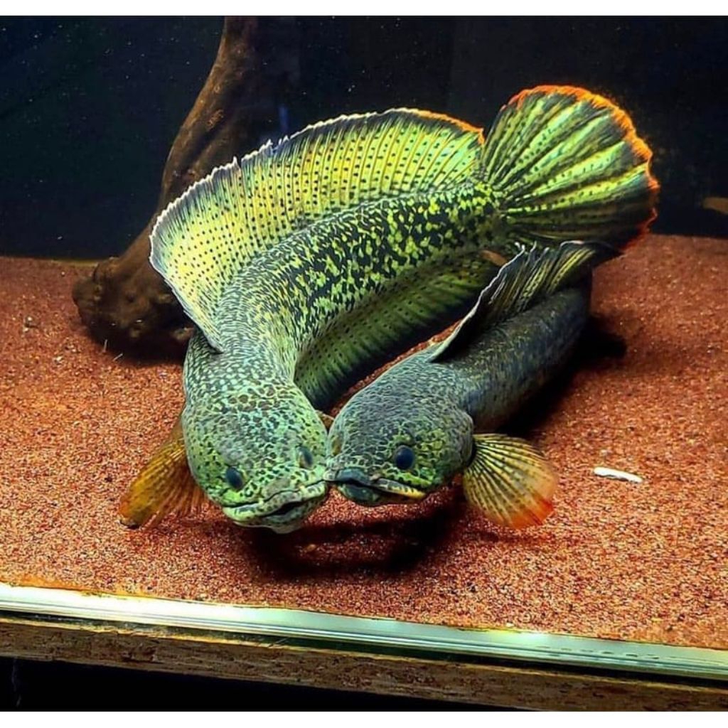 ikan Cana Barca size 12cm