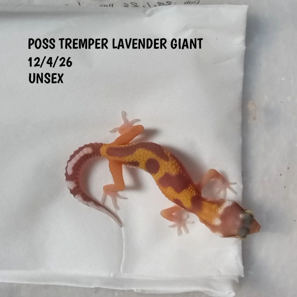 GECKO LEOPARD TREMPER LAVENDER GIANT BABY