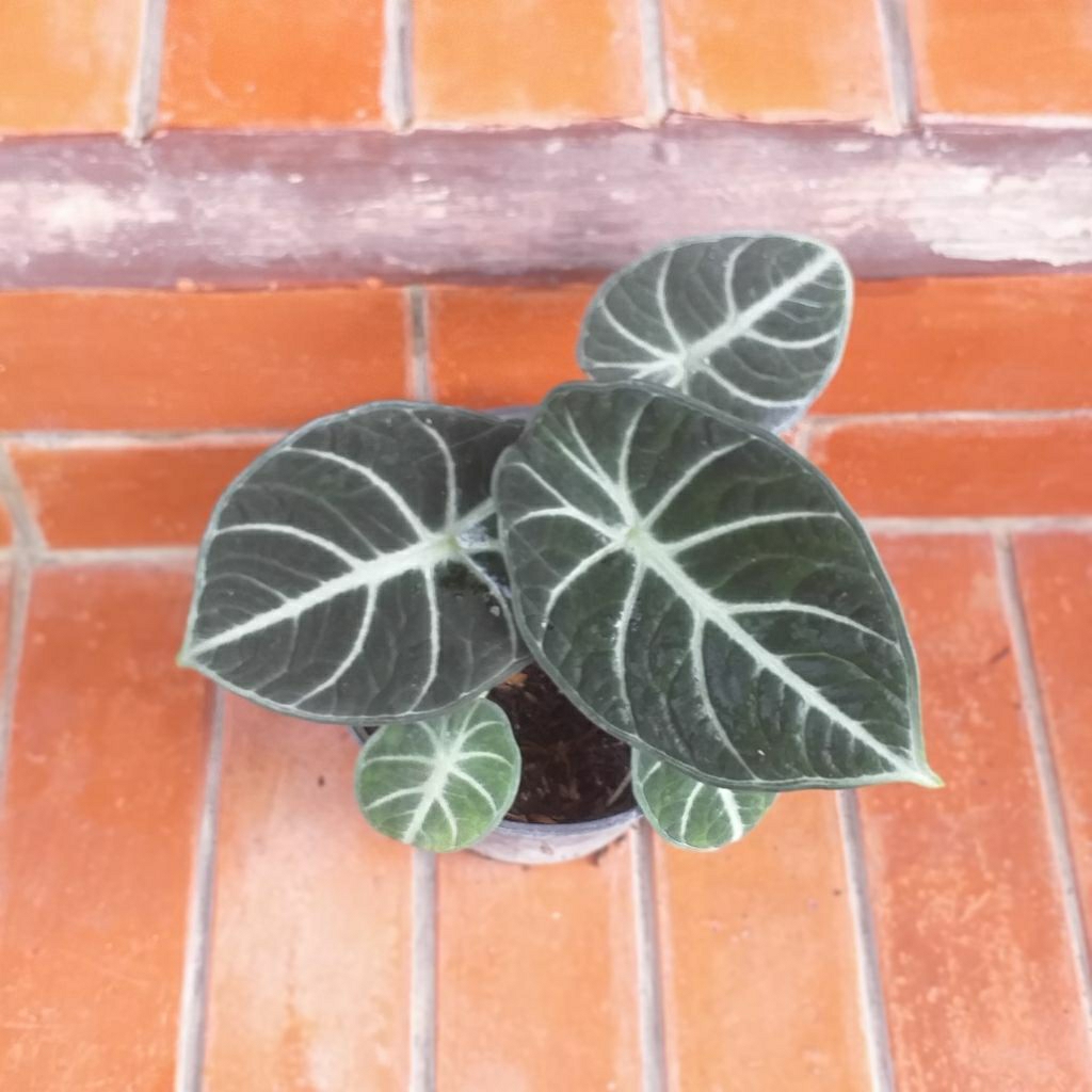 Tanaman hias terbaik Alocasia black velvet ninja