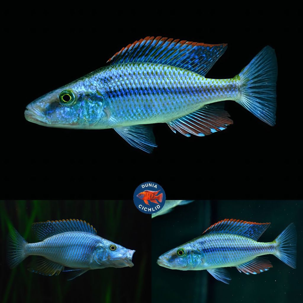 Jendral Cichlid Malawi Eye bitter