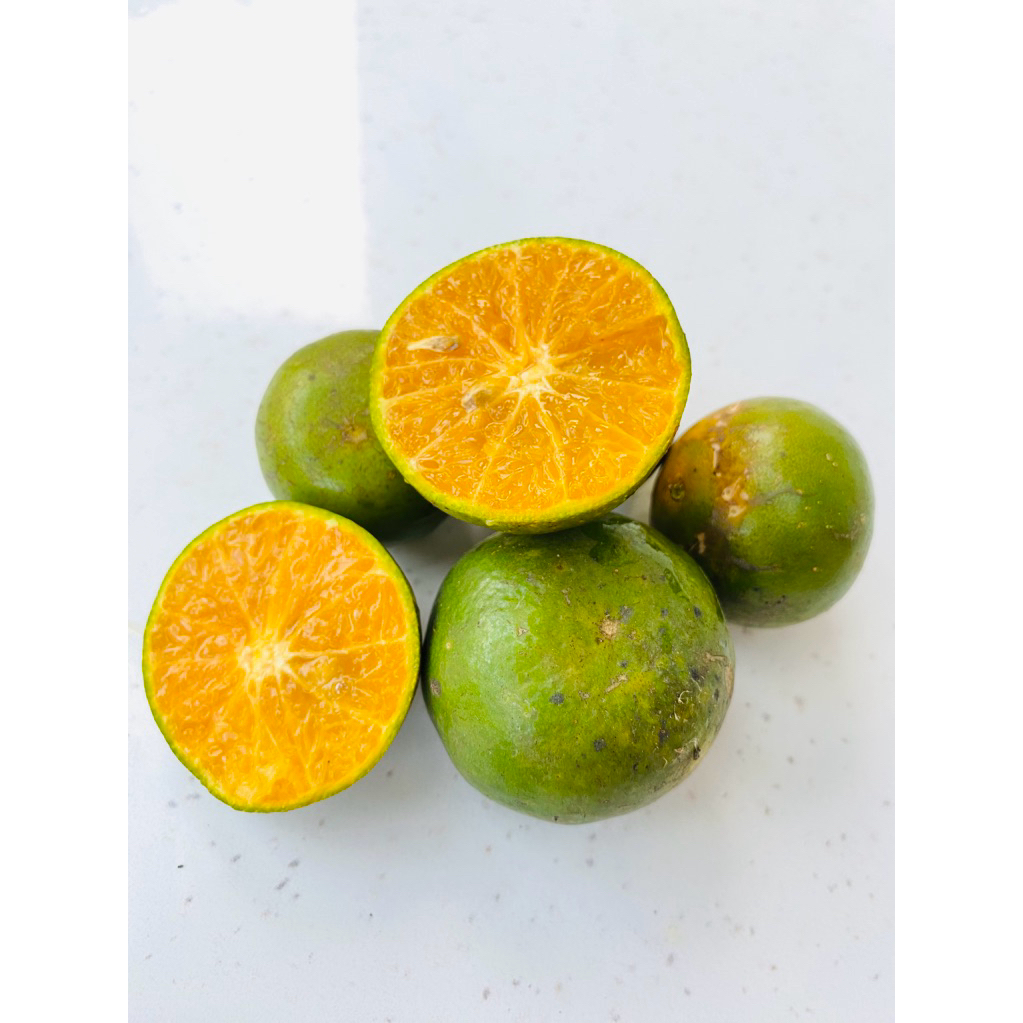jeruk peras segar semboro  jember 1 kg