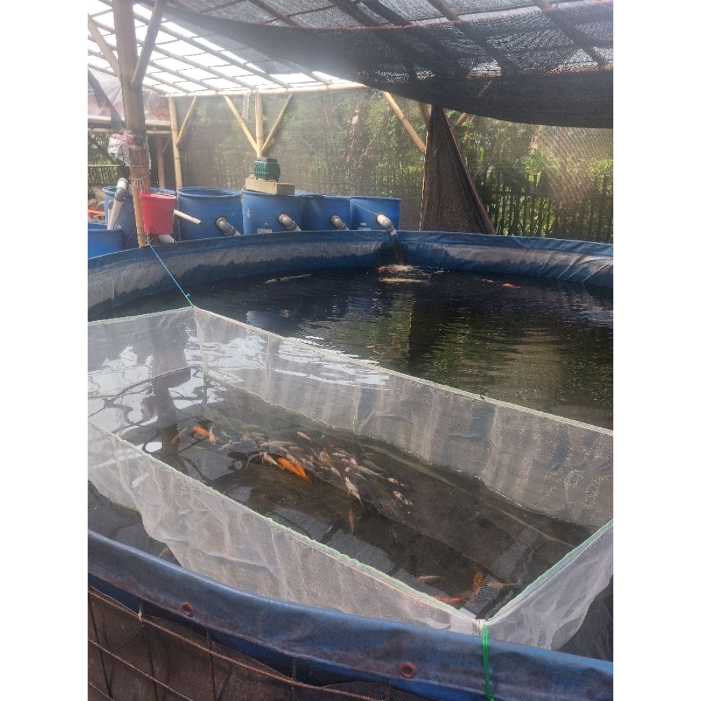 Bibit Ikan Koi Shiro (F1)