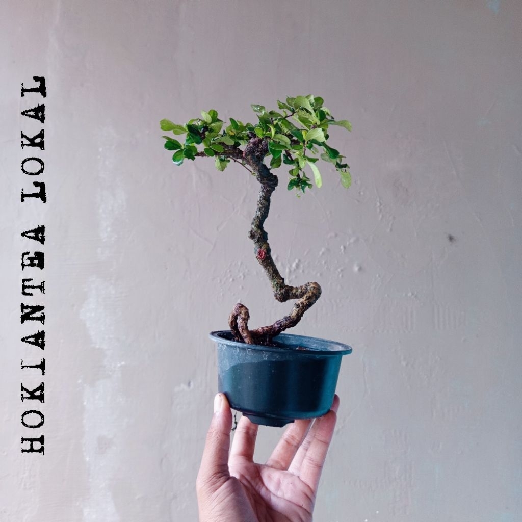BONSAI HOKIANTEA LOKAL DIKIRIM SESUAI FOTO