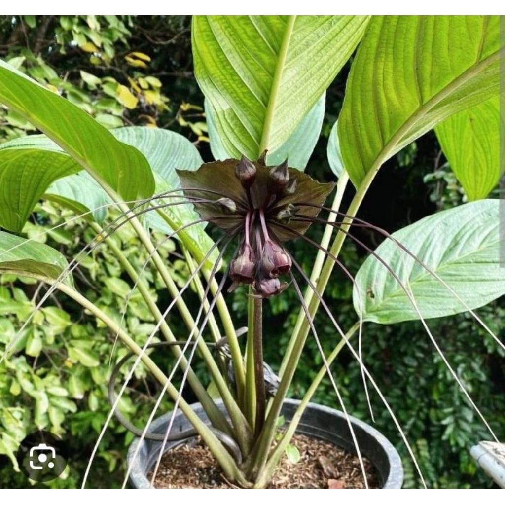 Anggrek kelelawar bunga tacca anggrek bunga hitam kelelawar tanaman hias isi 2pcs