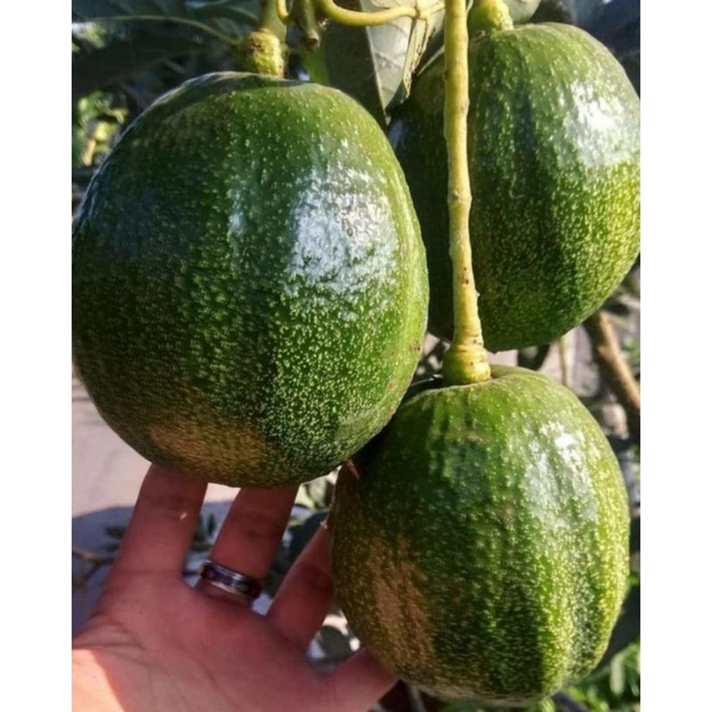 bibit alpukat Markus hasil okulasi cepat berbuah siap tanam