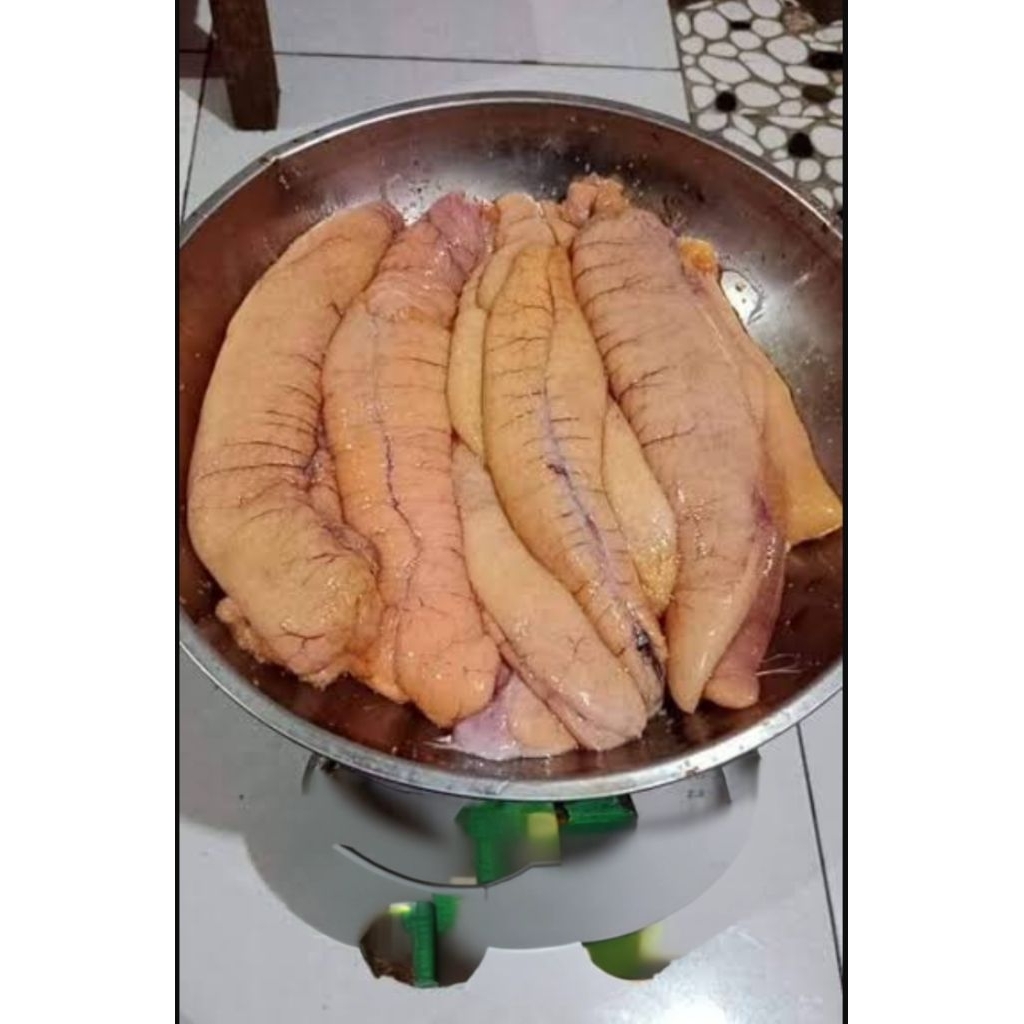 TELUR IKAN KAKAP