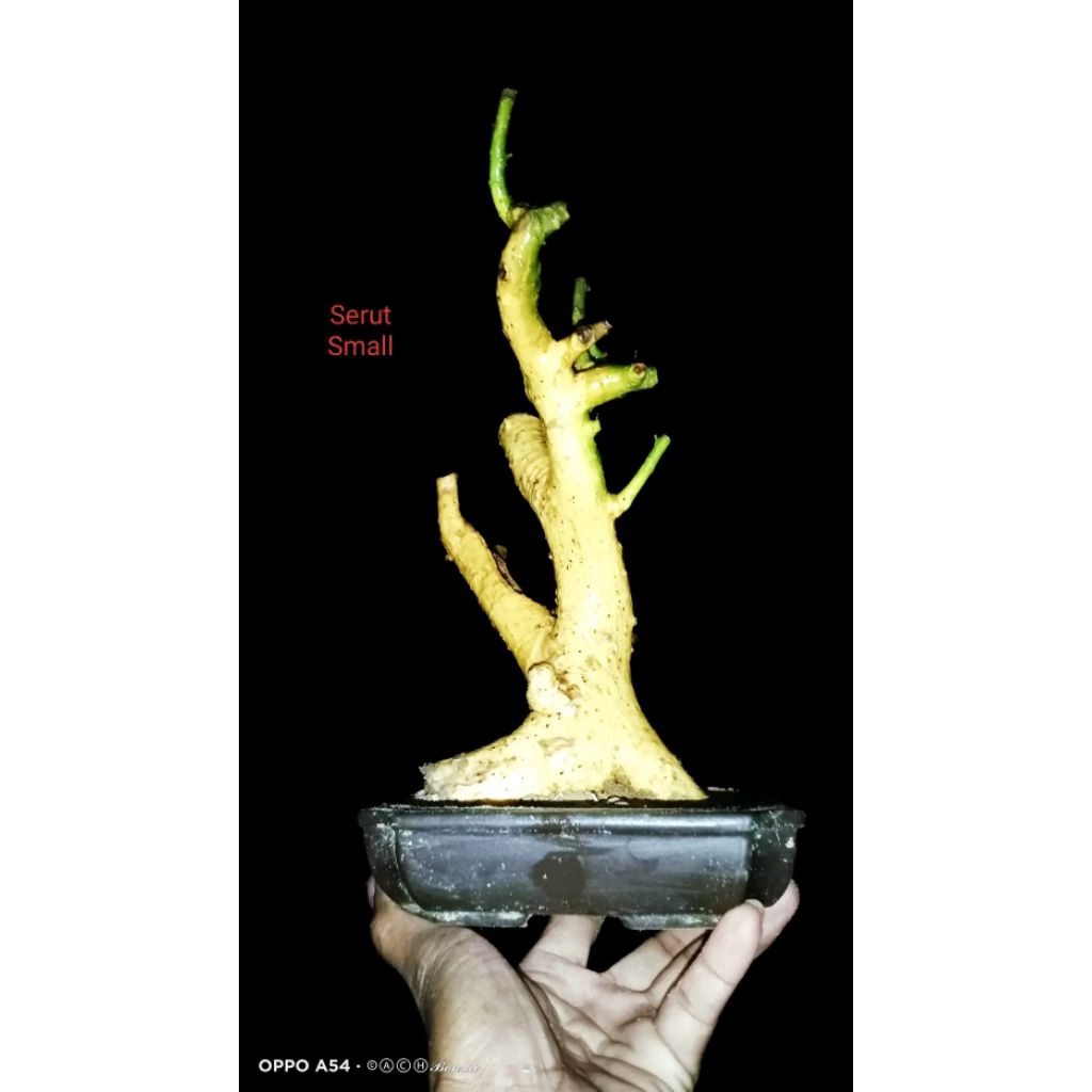 bahan bonsai serut mame fres